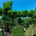 Katalpa bignóniovitá (Catalpa bignonioides) ´NANA´ - výška 230-250 cm, obvod kmeňa 8/10 cm, kont. C18L